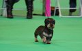 Crufts2010 599